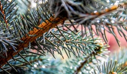 Жұма күні Павлодар облысында жаңбыр жауады