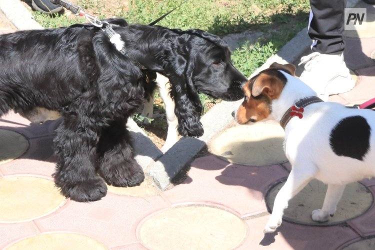 Павлодарда асыл тұқымды иттердің көрмесі өтеді