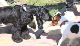 Павлодарда асыл тұқымды иттердің көрмесі өтеді