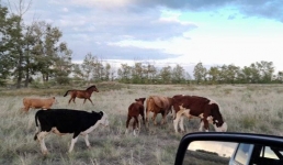 Павлодарда мыңнан астам тұрғынға айыппұл салынды