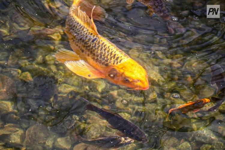 Павлодар ауданында мас балықшыға айыппұл салынды