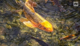 Павлодар ауданында мас балықшыға айыппұл салынды