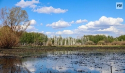 Павлодарлық эколог: Өңірдегі климатты жақсарту үшін дендро жолақ керек