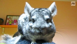 Павлодарлықтар маймыл мен алақоржынды да үйде ұстай алады