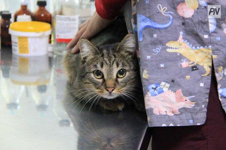 Павлодар облысында 1800-ге жуық ит пен мысыққа чип салынды