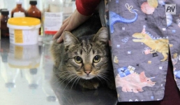 Павлодар облысында 1800-ге жуық ит пен мысыққа чип салынды