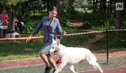 В Павлодаре собаки редких пород собрались помериться красотой и статью