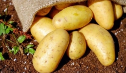 В Павлодарской области самые дешевые картошка и морковь