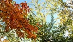 Грозу и туман прогнозируют 16 сентября в Павлодарской области