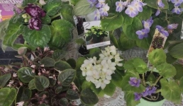 Сотни видов комнатных растений представили цветоводы Павлодара