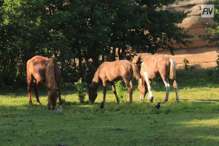 В национальном парке Павлодарской области стало больше животных