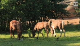 В национальном парке Павлодарской области стало больше животных