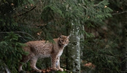 В павлодарском лесу заметили осторожного хищника (ВИДЕО)