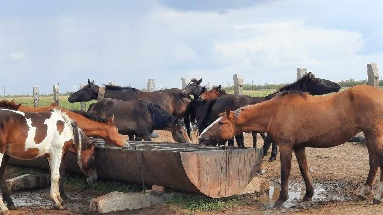 «С господдержкой – легко!»: как павлодарский металлург стал бизнесменом