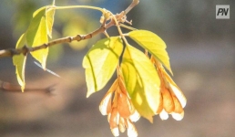 Тепло и облачно будет в Павлодарской области 21 сентября