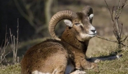 В Павлодарской области подсчитали архаров