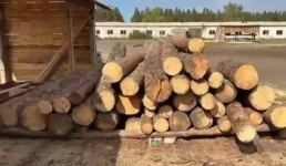 В павлодарском лесничестве расхищали лес