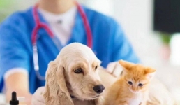 Павлодарцам напомнили об опасности бешенства