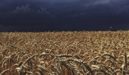 В Павлодарской области дожди мешают уборке урожая