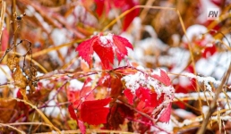 Заморозки в Павлодарской области ожидаются 2 октября