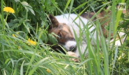 Алматинцы ненамного опередили павлодарцев в жестокости к животным