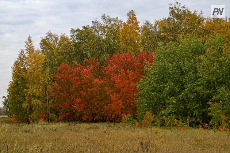 Туманно будет в Павлодарской области 5 октября
