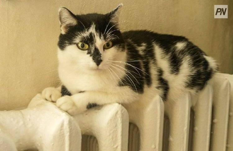 Павлодарцы стали менее ответственно готовиться к зиме