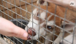 В Павлодаре опровергли слухи о жестоком обращении с животными