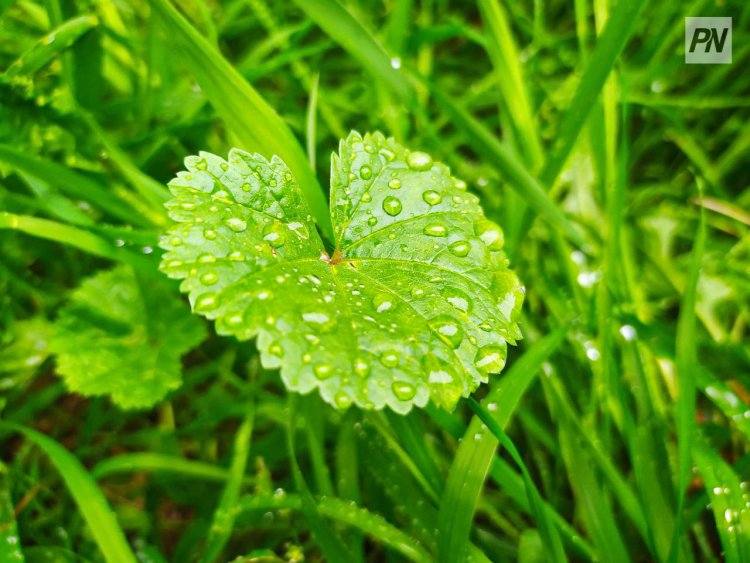 11 октября в Павлодарской области будет дождь