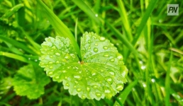 11 октября в Павлодарской области будет дождь