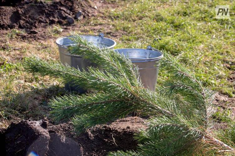 Парк мечты создадут в Павлодарском районе