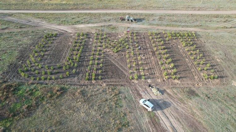 Надпись из деревьев появилась в Павлодарской области