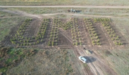 Надпись из деревьев появилась в Павлодарской области