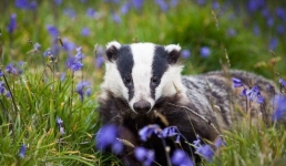 В Павлодарской области барсук попал в фотоловушку (ВИДЕО)