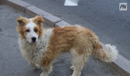 В Павлодарской области создадут временные пристанища для бездомных животных