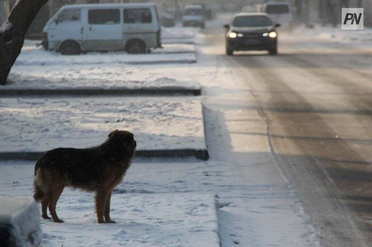 Аким Павлодарской области дал поручение по приюту для животных