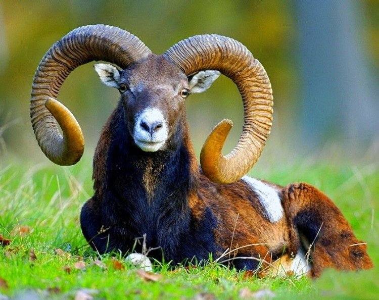 Архары в Павлодарской области стали меньше стрессовать