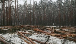 В Павлодарской области мужчине ограничили свободу за спиленные сосны