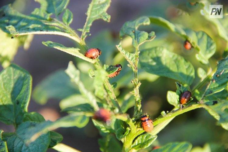 Эпидемиологи будут выдавать лицензии на дезинфекцию фирмам Павлодара