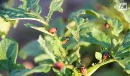 Эпидемиологи будут выдавать лицензии на дезинфекцию фирмам Павлодара