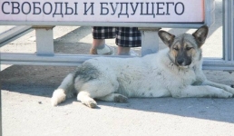 Осторожно, добрая собака: в Павлодаре начали метить бродячих животных