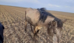 Массовой падеж лошадей зафиксировали в Павлодарской области