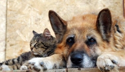 Акцию по защите животных провели юные павлодарские экологи