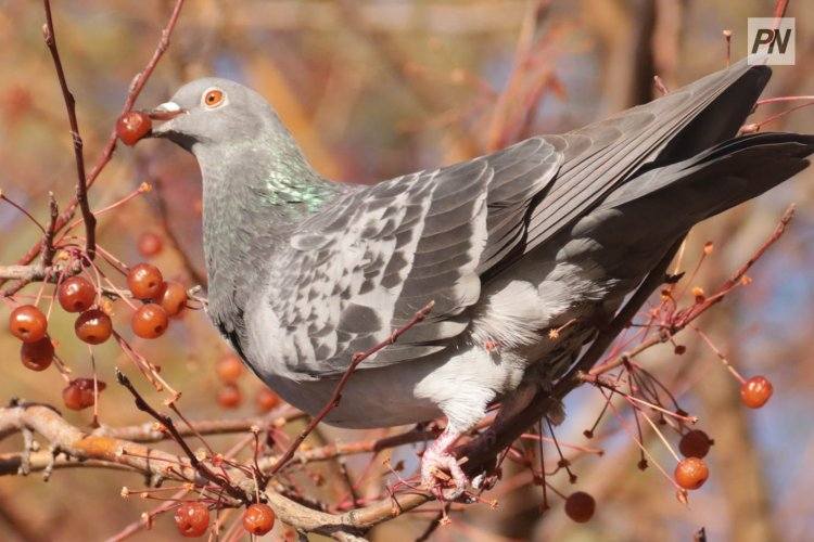 15 ноября в Павлодарской области будет без осадков