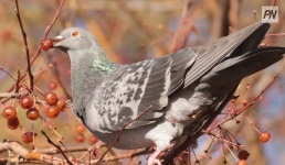 15 ноября в Павлодарской области будет без осадков