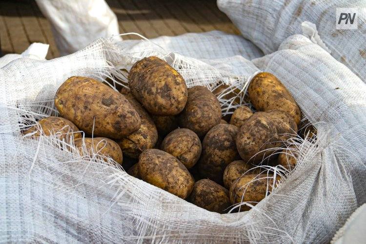 В Павлодарской области собрали рекордный урожай картофеля