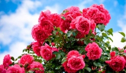 Павлодарские энергетики утеплили на зиму розы