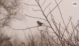 21 ноября в Павлодарской области будет туманно