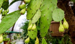 В Павлодаре школьникам показали самый старый суккулент