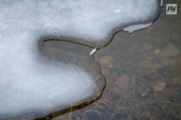 Павлодарских рыбаков призвали остерегаться льда